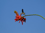 Colibri