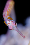 Pipefish