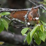 Ekorrungen Petronella