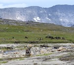 Trevligt möte på fjället