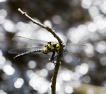 Kungstrollsl&auml;nda i forsen