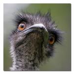 Porträtt på emu