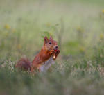 Korren med &auml;pplet