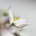 Anemone nemorosa
