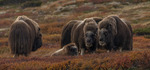 Familjen i Dovre fjäll