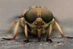 Eye of the hoverfly