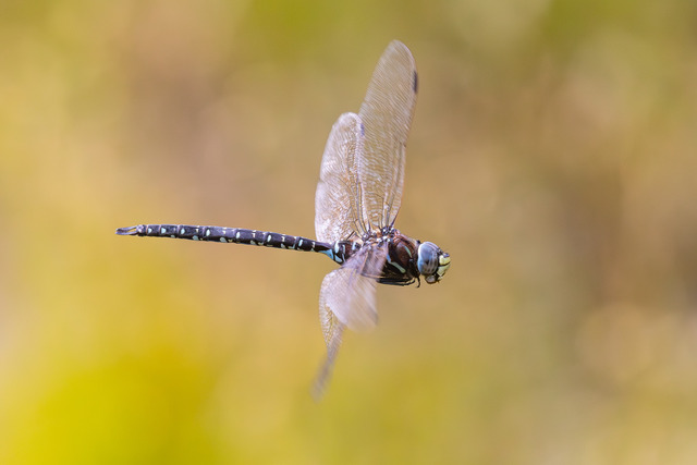 Gungflymosaikslända