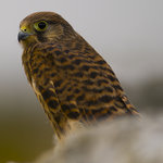 En f&ouml;rsta h&auml;lsning fr&aring;n &Ouml;land,,