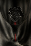 Black rose in dark