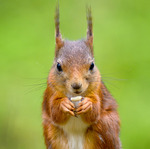 Squirrel portrait