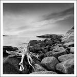 Stubbe med r&ouml;tter