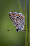 Polyommantini 1