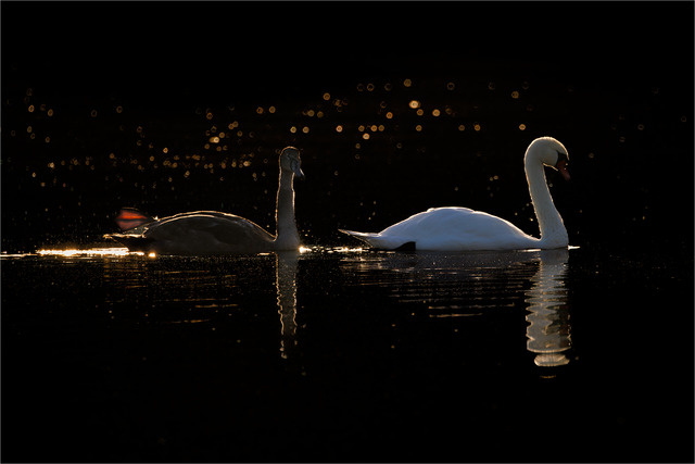 Simtur i motljus.....