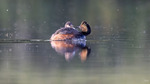 Svarthalsad dopping / Black-necked Grebe