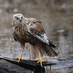 Brun k&auml;rrh&ouml;k hane