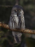 GREAT GREY OWL