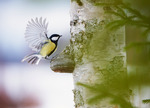 Talgoxe (Parus major)