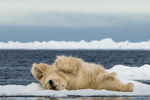 Isbjörnsrullning