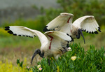 IBIS