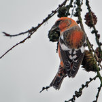 B&auml;ndelkorsn&auml;bb