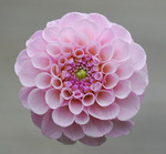 Dahlia