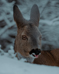 Catching snowflakes