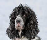 Engelsk cookerspaniel