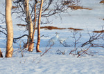 Möte på fjället