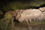 White Rhinos night