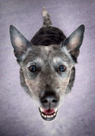 Gips, australian cattle dog.