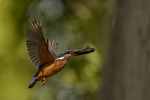 COMMON KINGFICHER