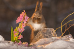 between flower and ice