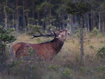 Brölande kronhort på Hunnebergsmyren