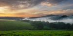 Soluppgång över teplantage i Uganda