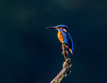Kungsfiskare / Common Kingfisher