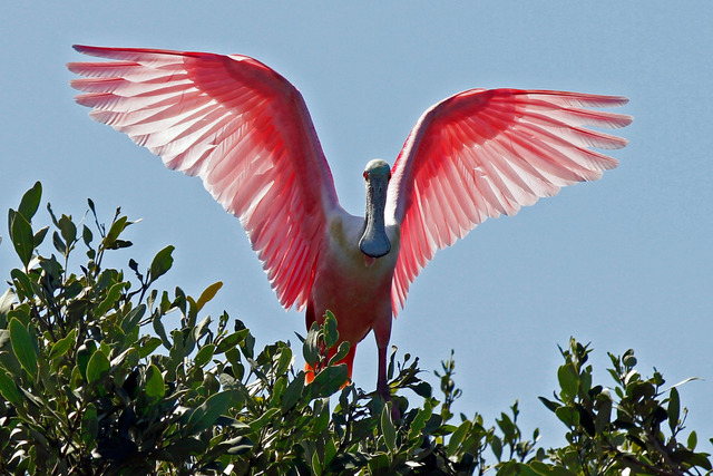 Roseate Spoonbill Wings