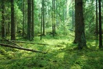 Skogen i Skjulsta