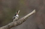 PIED KINGFISHER