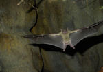 Bat 2.