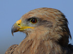 Black Kite -Close up