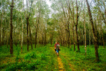 The Road Of Trees