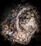 Tr&auml;knota p&aring; Skansberget.