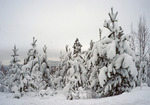 Mycket snö på träden--vackert