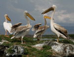 Pelikaner