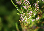 Humla och flygande pollen