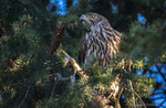 Duvhökhona - Watching