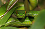 Palmhuggorm (Trimeresurus albolabris)