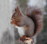 Vinglar p&aring; en bj&ouml;rkstam