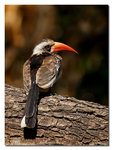 Redbilled hornbill