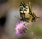 En makaonbild som hamnade p&aring; sidan om